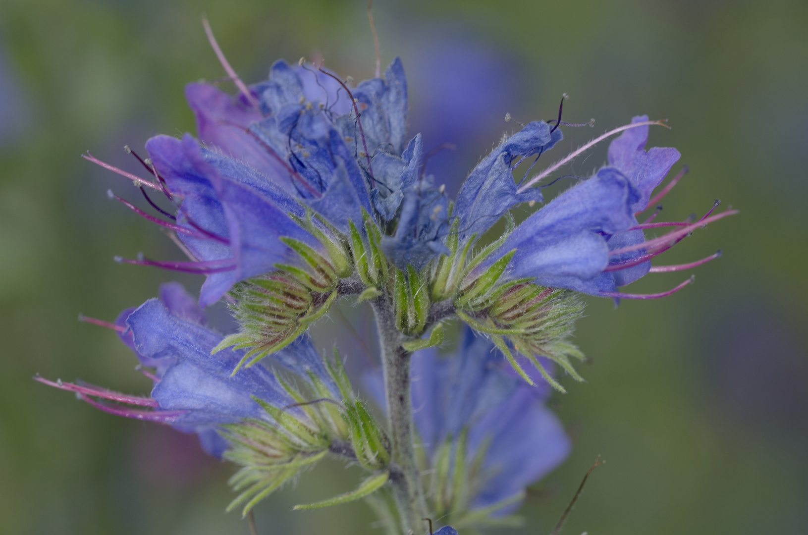 Natternkopf (Echium vulgare)