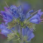 Natternkopf (Echium vulgare)