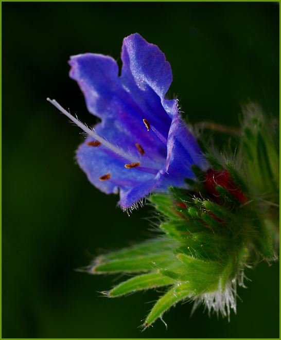 Natternkopf, Echium vulgare