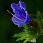 Natternkopf, Echium vulgare