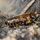 Natternkopf-Mauerbiene (Osmia adunca) - Männchen