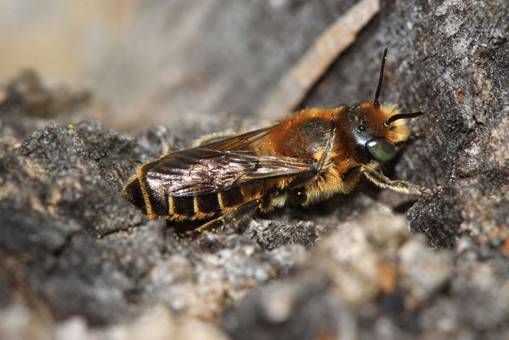 Natternkopf-Mauerbiene (Osmia adunca) - Männchen