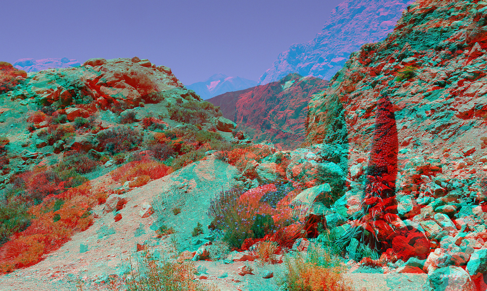 Natternkopf - Tajinaste in Teneriffa - Anaglyphen 