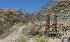 Natternkopf -Teneriffa -  3D Intertlaced Bild an einem Polfilter Monitor oder 3D TV anschauen.