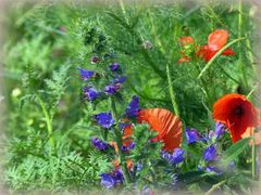 Natternkopf und Mohn