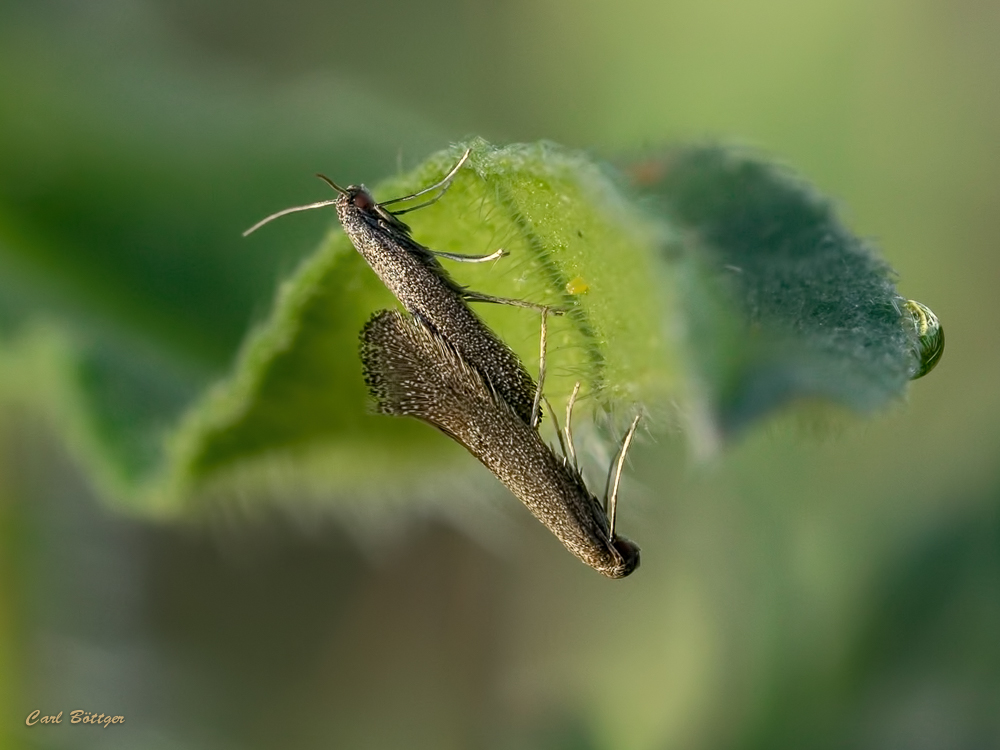 Natternkopf-Wippflügelfalter (Tinagma ocnerostomella)