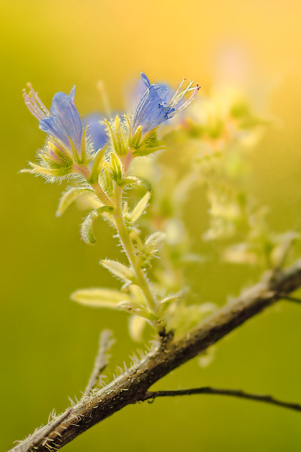 Natternkopfblüte