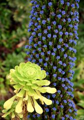 Natternkopfblüte und Sukkulente