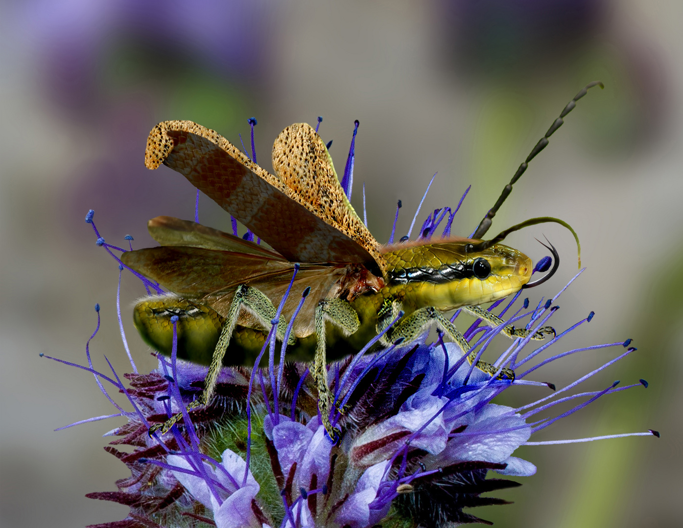 Natternkopfböckchen ( Phytoecia coerulescents )