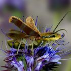 Natternkopfböckchen ( Phytoecia coerulescents )