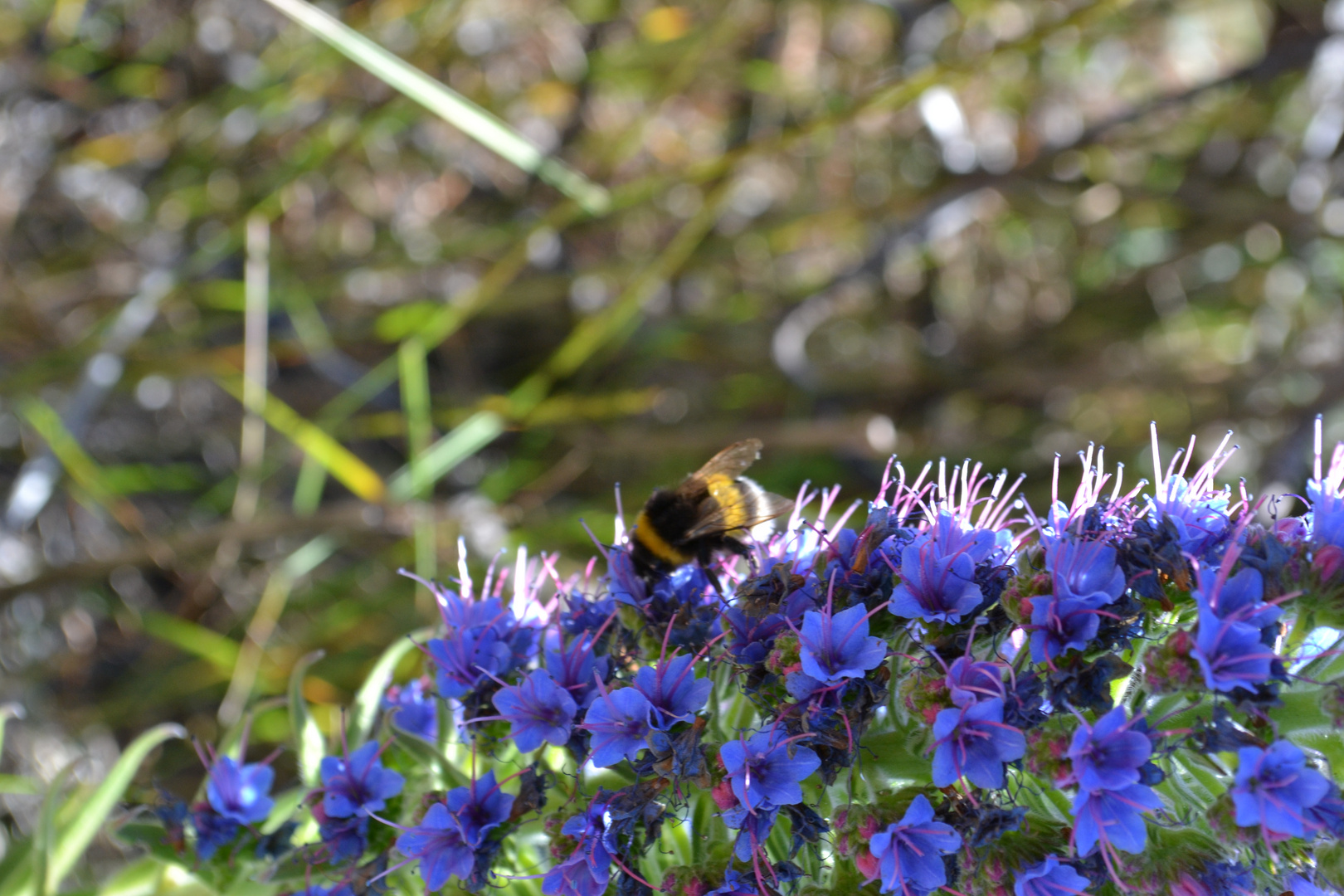 Natternkopf_mit_Hummel_Madeira