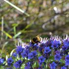 Natternkopf_mit_Hummel_Madeira