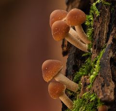 Natternstieliger Schwefelkopf - Hypholoma marginatum