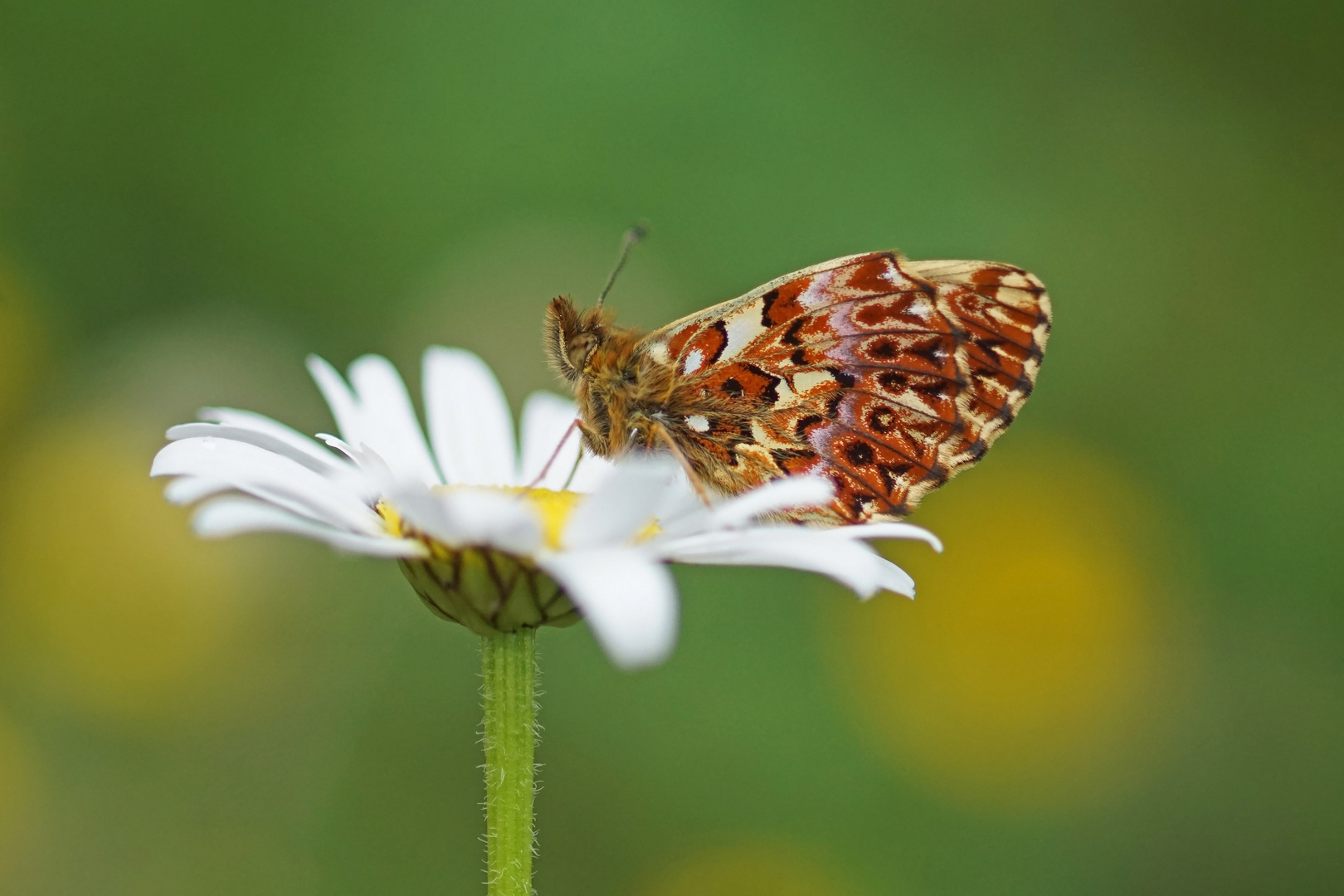 Natternwurz-Perlmuttfalter (Boloria titania)