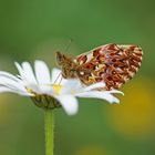 Natternwurz-Perlmuttfalter (Boloria titania)