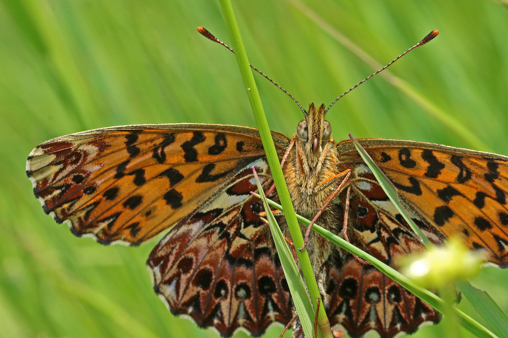 Natterwurz-Perlmutterfalter (Boloria titania)