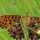 Natterwurz-Perlmutterfalter (Boloria titania)