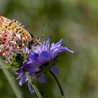 Natterwurz Perlmutterfalter