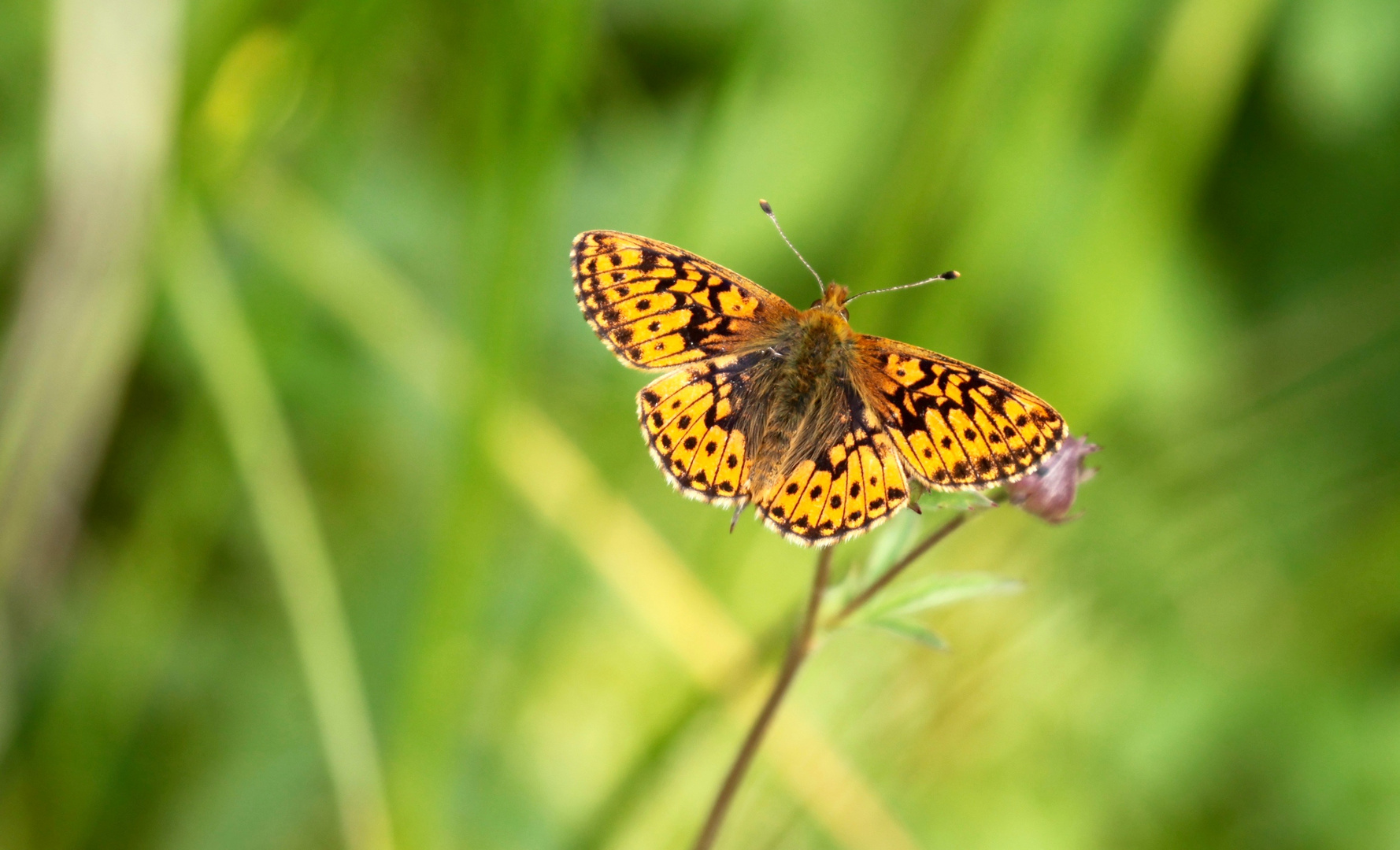 Natterwurz-Perlmuttfalter (Boloria titania)