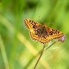 Natterwurz-Perlmuttfalter (Boloria titania)