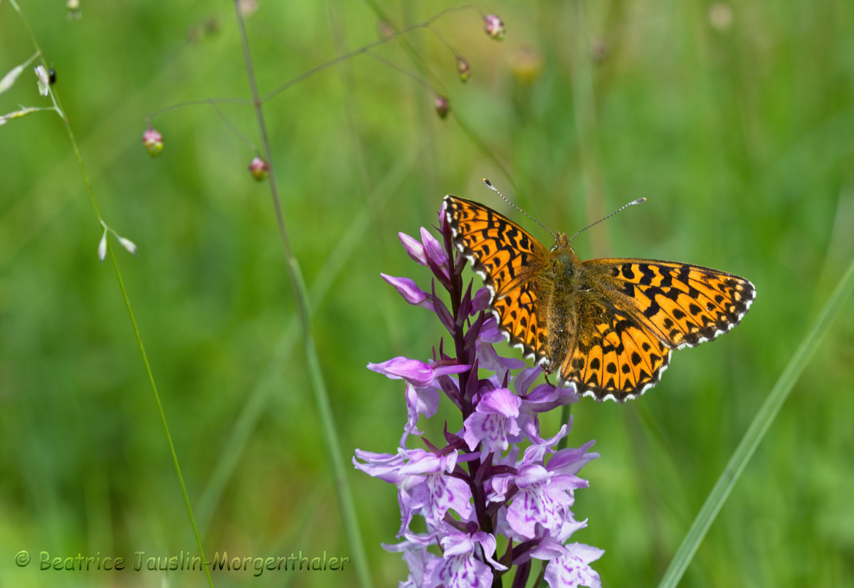 Natterwurz-Perlmuttfalter, Boloria titania auf Fuchs Knabenkraut