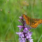 Natterwurz-Perlmuttfalter, Boloria titania auf Fuchs Knabenkraut