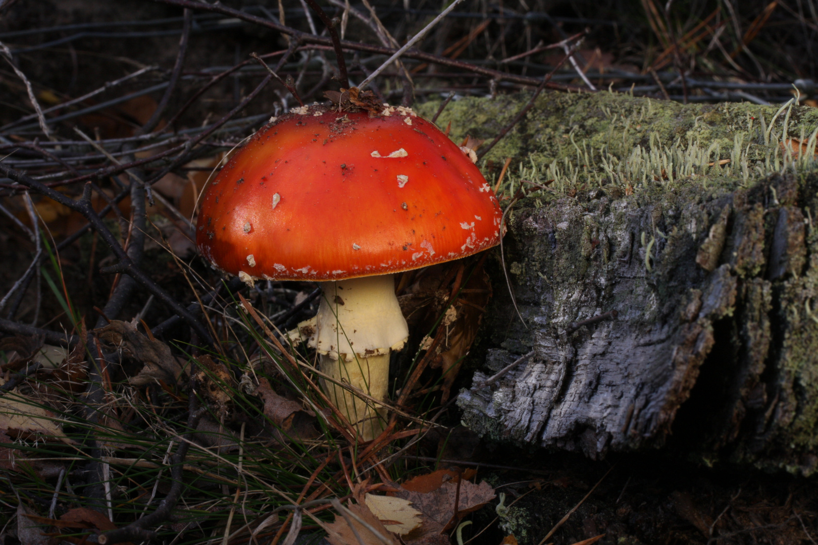 natürlich ein Fliegenpilz