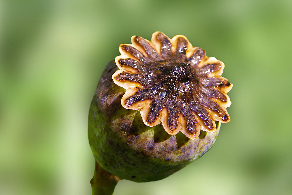 ~# natürlich, eine Tüte Mohn #~