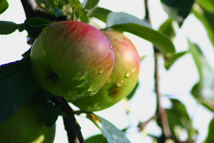 natürlich gewaschen