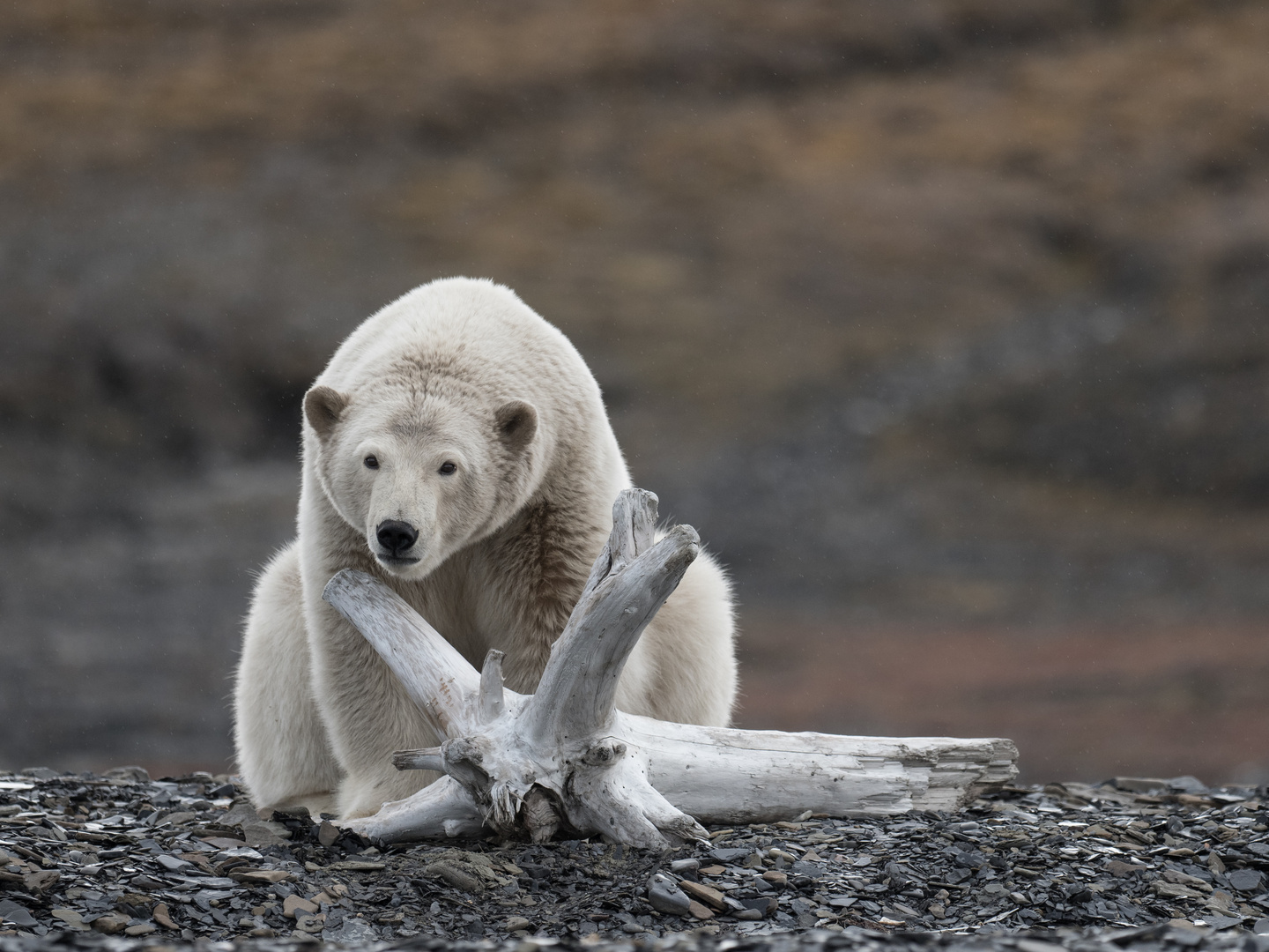 Natürlich gibt es Bäume auf Spitzbergen