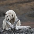 Natürlich gibt es Bäume auf Spitzbergen