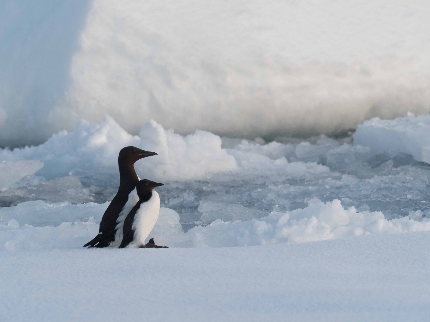 Natürlich gibt es Pinguine am Nordpol.