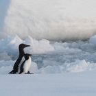 Natürlich gibt es Pinguine am Nordpol.