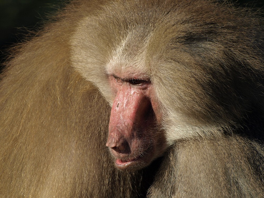 Natürlich im Zoo