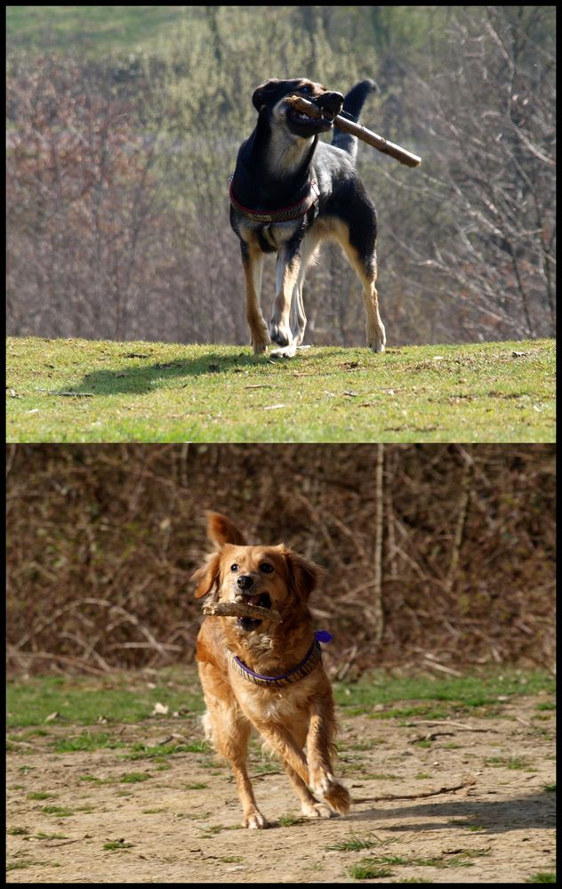 >>natürlich kann der mensch ohne hunde leben...