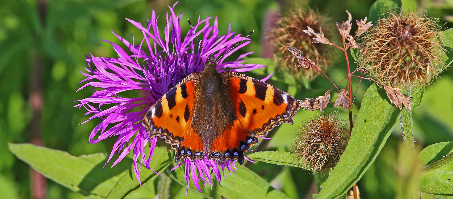 Natürlich macht der Kleine Fuchs , Aglais urticae mir immer Freude...