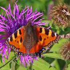 Natürlich macht der Kleine Fuchs , Aglais urticae mir immer Freude...