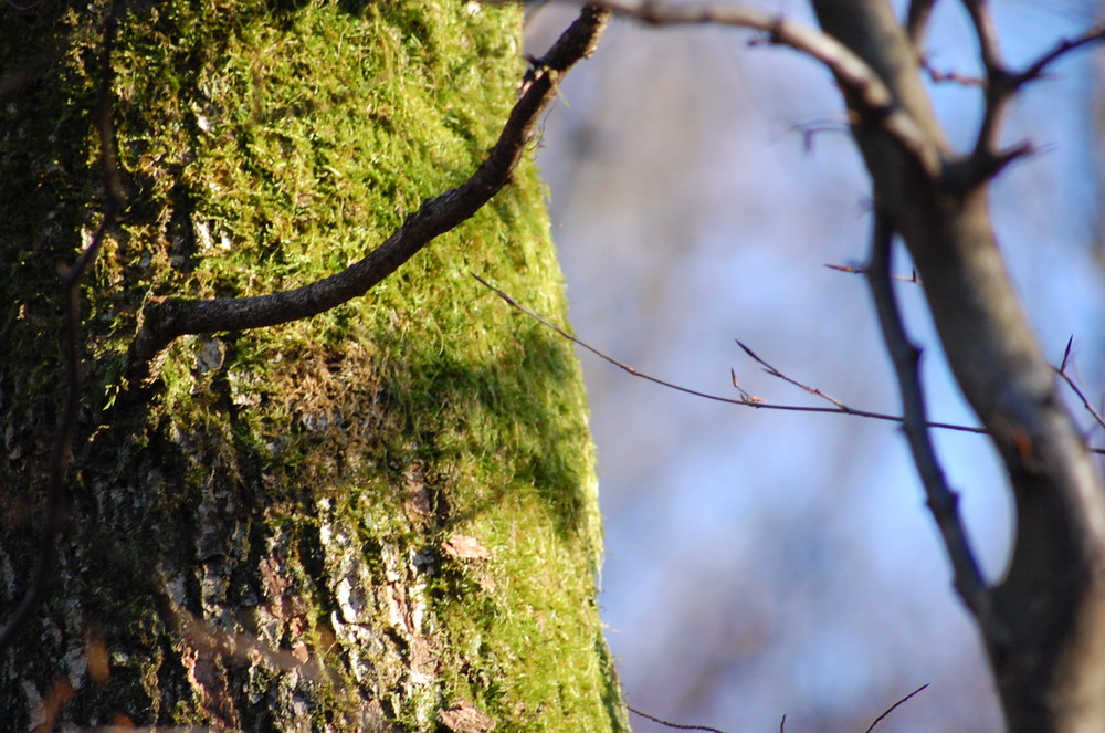 Natürlich Natur