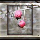 *  ...Natürlich Reserve... >< Weißdornbeeren <> *