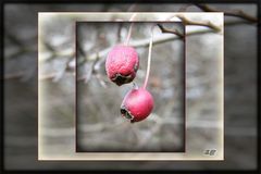 *  ...Natürlich Reserve... >< Weißdornbeeren <> *