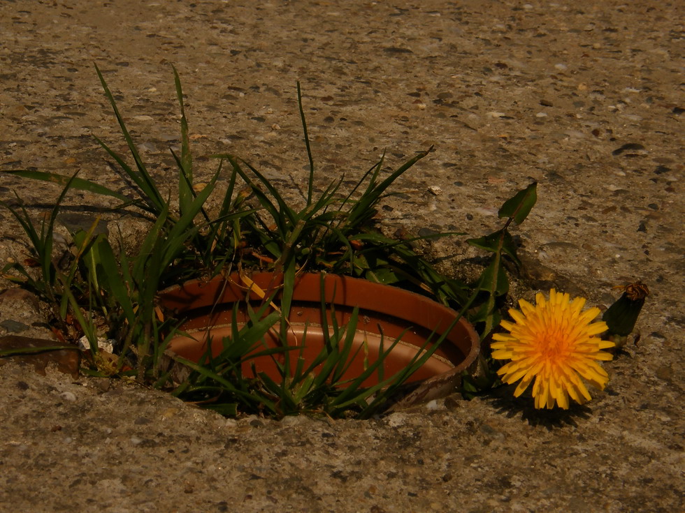 ..Natürlich verziertes Regenabflussrohr....