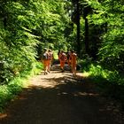 Natürlich wandern in der Natur