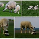 ... natürlich wollte Shaun auch seine Tanten, Nichten und Neffen besuchen ...