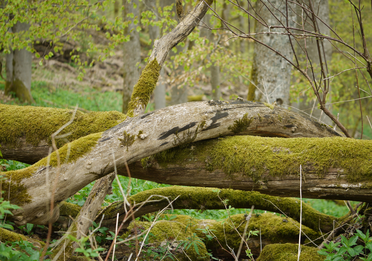 natürliche Barrieren im Wald