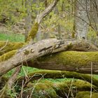 natürliche Barrieren im Wald