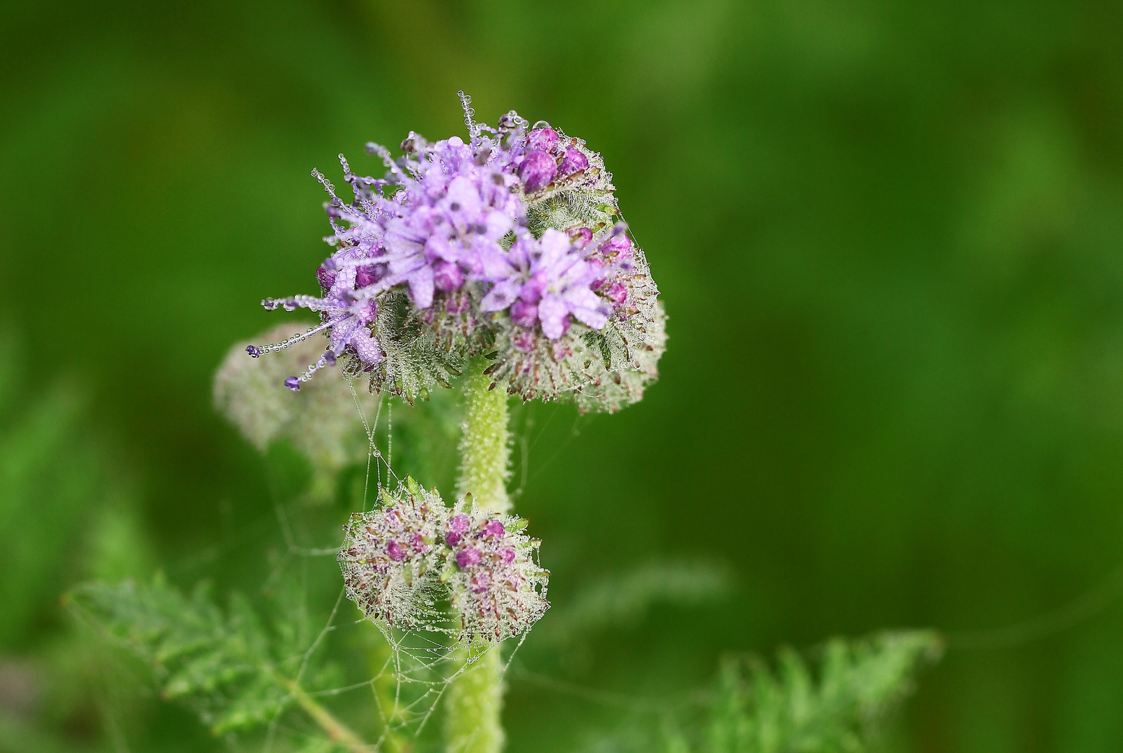 natürliche blumen