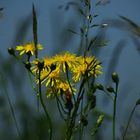 natürliche blumen.....