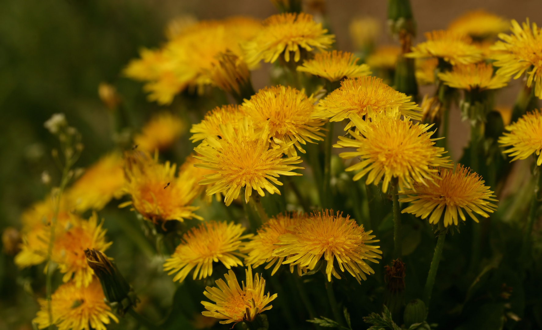 natürliche blumenpracht....