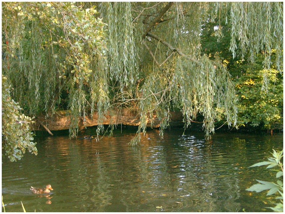 "Natürliche Brücke"