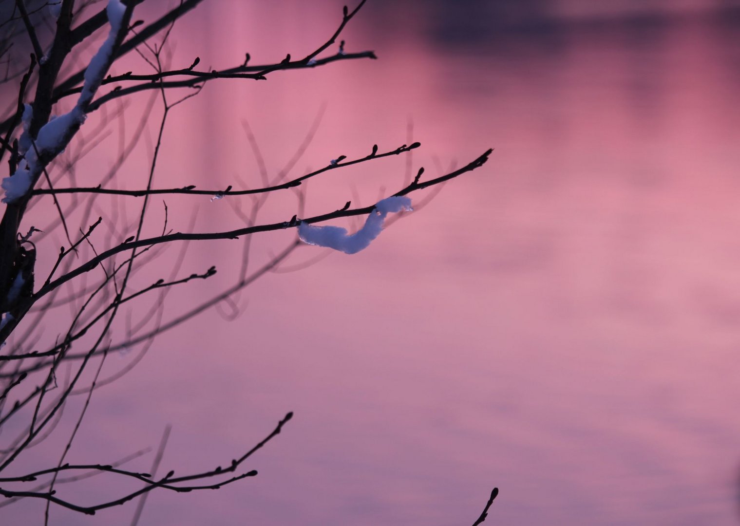 Natürliche Ente am Baum *g*